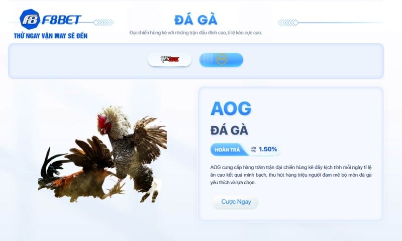 Chỉ dẫn chi tiết cách tham gia chơi Đá gà tại F8BET Chỉ dẫn chi tiết cách tham gia chơi Đá gà tại F8BET